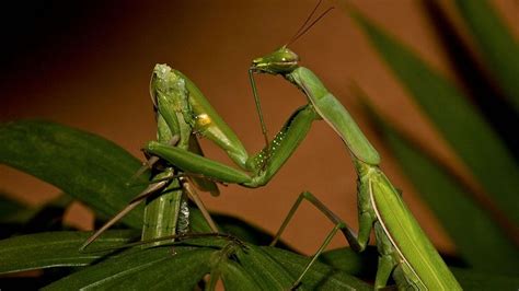 accouplements animaux|Les méthodes de reproduction les plus originales du monde animal.